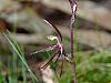Cyrtostylis Reniformis - Small Gnat Orchid.jpg